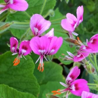 Pelargonium papilionaceum - Butterfly Pelargonium; Rambossie - 5 Seed Pack