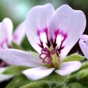 Pelargonium radens - Rasp-Leaved Pelargonium, Peppermint-Leaved Pelargonium - 5 Seed Pack