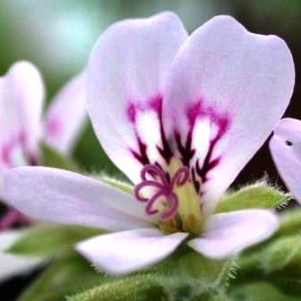 Pelargonium radens - Rasp-Leaved Pelargonium, Peppermint-Leaved Pelargonium - 5 Seed Pack