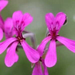 Pelargonium reniforme - Kidney-leaved Pelargonium; Rooirabas - 5 Seed Pack