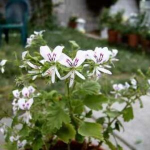 Pelargonium ribifolium - Currant-leaved Pelargonium - 5 Seed Pack