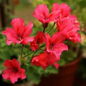 Pelargonium salmoneum - 5 Seed Pack