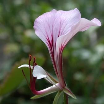 Pelargonium tetragonum - Square Stemmed Pelargonium - 5 Seed Pack