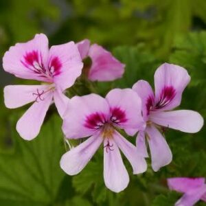 Pelargonium vitifolium - Vine-Leaved Pelargonium, Balm-Scented Pelargonium - 5 Seed Pack