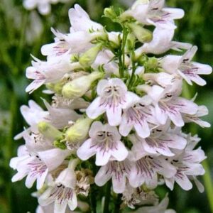 Foxglove Digitalis Flower Seeds – Heirloom, 100+ Fresh Seeds, Wildflower, Attracts Butterflies