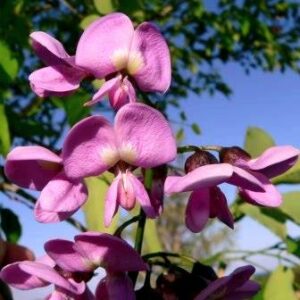 Philenoptera violacea - Apple leaf, Rain Tree - 5 Seed Pack