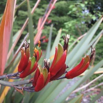 Phormium colensoi - Mountain Flax - 5 Seed Pack - Image 2