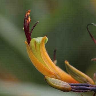 Phormium colensoi - Mountain Flax - 5 Seed Pack