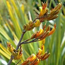 Phormium colensoi - Mountain Flax - 5 Seed Pack - Image 3