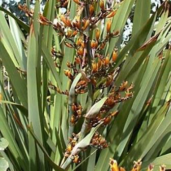 Phormium colensoi - Mountain Flax - 5 Seed Pack - Image 4