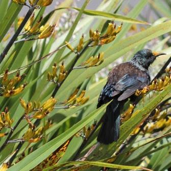 Phormium colensoi - Mountain Flax - 5 Seed Pack - Image 5