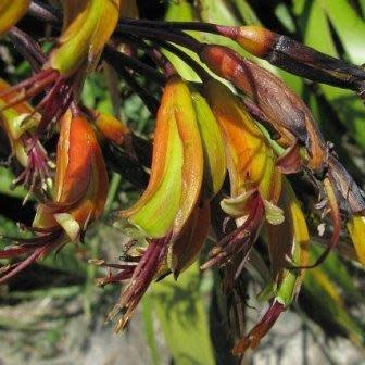 Phormium colensoi - Mountain Flax - 5 Seed Pack - Image 6