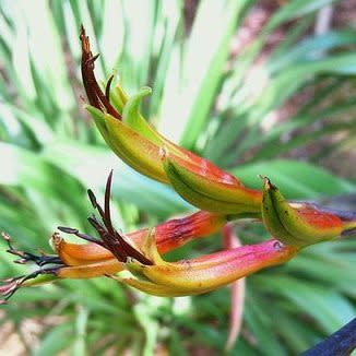 Phormium colensoi - Mountain Flax - 5 Seed Pack - Image 7