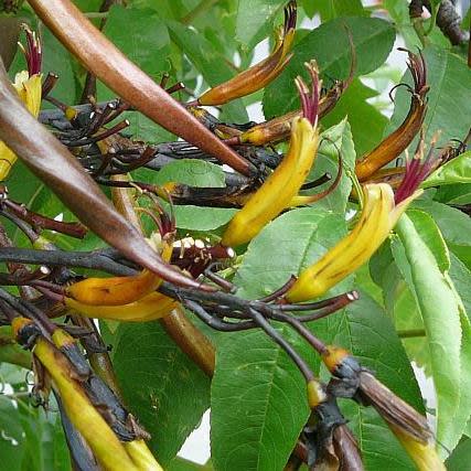 Phormium colensoi - Mountain Flax - 5 Seed Pack - Image 8