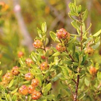 Phylica oleaefolia - 5 Seed Pack