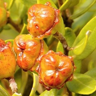 Phylica oleaefolia - 5 Seed Pack - Image 2