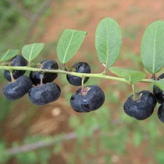 Phyllanthus reticulatus - Potato Plant, Roast Potato Plant; Aartappelbos - 5 Seed Pack