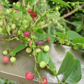 Phyllanthus reticulatus - Potato Plant, Roast Potato Plant; Aartappelbos - 5 Seed Pack - Image 2