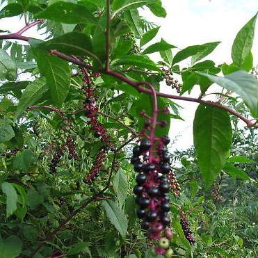 Phytolacca americana - American Pokeweed - 5 Seed Pack