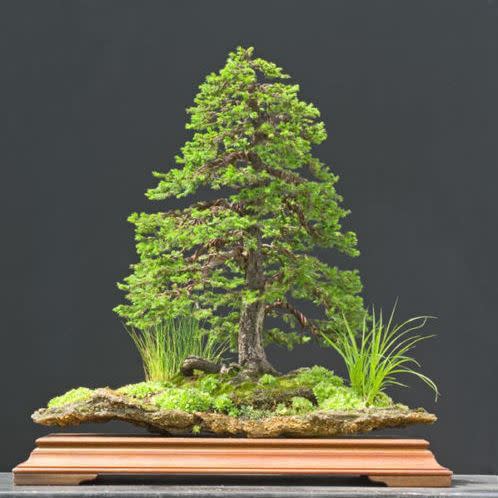 Picea jezoensis - Jezo Spruce Bonsai & Bonsai eBook - 5 Seed Pack - Image 3