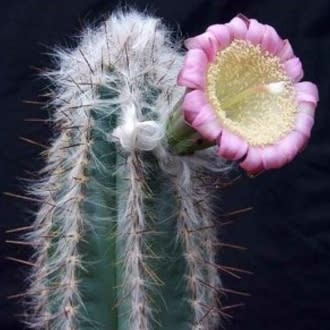Pilosocereus leucocephalus - Woolly Torch Cactus - 5 Seed Pack