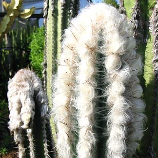 Pilosocereus leucocephalus - Woolly Torch Cactus - 5 Seed Pack - Image 2