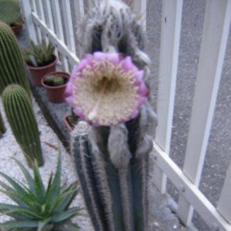 Pilosocereus leucocephalus - Woolly Torch Cactus - 5 Seed Pack - Image 5