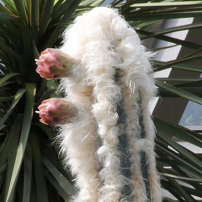 Pilosocereus leucocephalus - Woolly Torch Cactus - 5 Seed Pack - Image 6