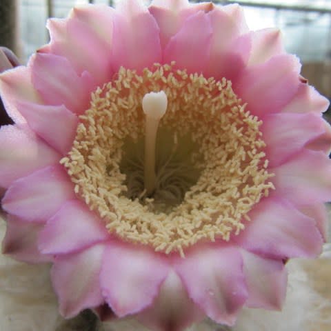 Pilosocereus leucocephalus - Woolly Torch Cactus - 5 Seed Pack - Image 7