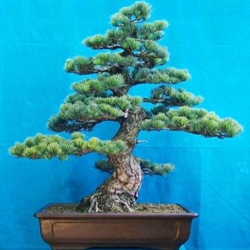 Pinus halepensis - Aleppo Pine, Jerusalem Pine Bonsai & Bonsai eBook - 5 Seed Pack
