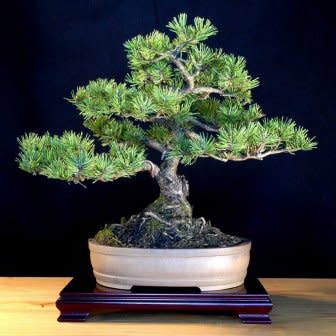 Pinus mugo - Mugo Pine Bonsai & Bonsai eBook - 5 Seed Pack - Image 2