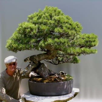 Pinus mugo - Mugo Pine Bonsai & Bonsai eBook - 5 Seed Pack