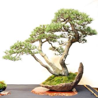 Pinus mugo - Mugo Pine Bonsai & Bonsai eBook - 5 Seed Pack - Image 3