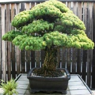 Pinus parviflora - White Pine Bonsai & Bonsai eBook - 5 Seed Pack