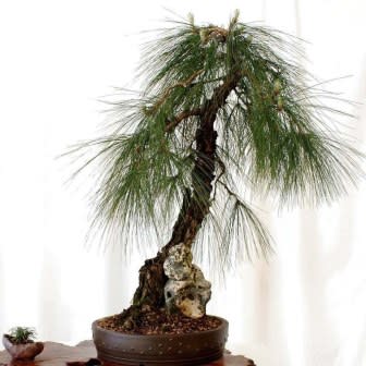 Exotic Bonsai Variety Pack No 11 - Image 8