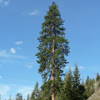 Pinus ponderosa - Ponderosa Pine - 5 Seed Pack - Image 2