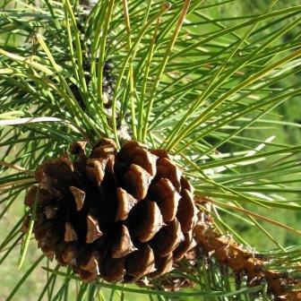 Pinus ponderosa - Ponderosa Pine - 5 Seed Pack - Image 3