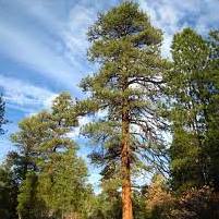 Pinus ponderosa - Ponderosa Pine - 5 Seed Pack - Image 4