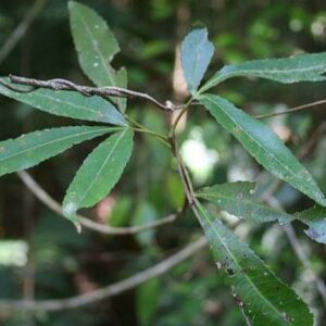 Platylophus trifoliatus - White Alder, Witels - 5 Seed Pack