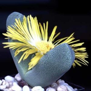 Pleiospilos bolusii - Liverplant, Mimicry Plant, Quagga; Kwaggabal, Kwaggakos, Quagga Kos - 10+ Seed Pack