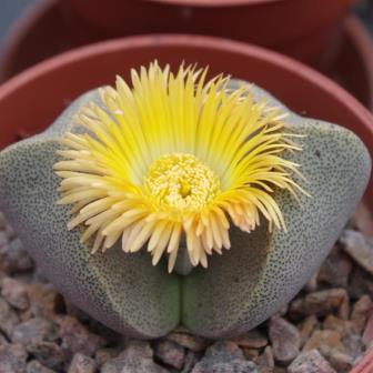 Pleiospilos bolusii - Liverplant, Mimicry Plant, Quagga; Kwaggabal, Kwaggakos, Quagga Kos - 10+ Seed Pack - Image 2