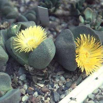 Pleiospilos bolusii - Liverplant, Mimicry Plant, Quagga; Kwaggabal, Kwaggakos, Quagga Kos - 10+ Seed Pack - Image 3