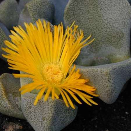 Pleiospilos bolusii - Liverplant, Mimicry Plant, Quagga; Kwaggabal, Kwaggakos, Quagga Kos - 10+ Seed Pack - Image 4