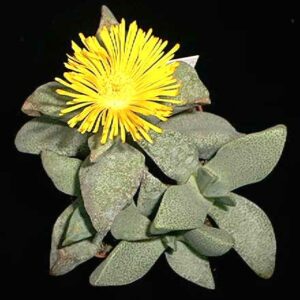 Pleiospilos compactus ssp canus - Klein Lewerplant - 10+ Seed Pack