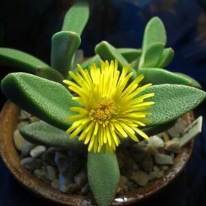 Pleiospilos compactus ssp sororius - 10+ Seed Pack