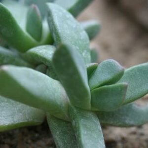 Pleiospilos magnipunctatus - Kwaggavy, Lewerplant, Lewervygie, Klipplant, Klein Lewerplant; Stone Plant, Split Rock, Mimicry Plant - 10+ Seed Pack