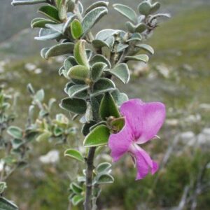 Podalyria burchellii - Scented Sweet Pea, Burchells Pea - 5 Seed Pack