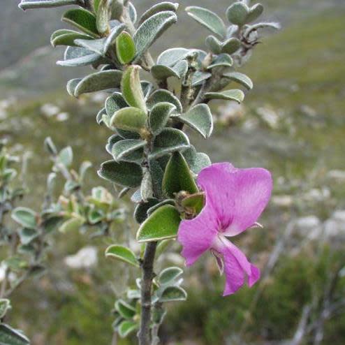 Podalyria burchellii - Scented Sweet Pea, Burchells Pea - 5 Seed Pack