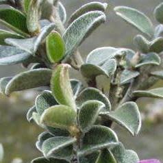 Podalyria burchellii - Scented Sweet Pea, Burchells Pea - 5 Seed Pack - Image 2