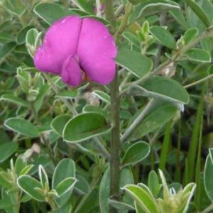 Podalyria buxifolia - Keurtjie - 5 Seed Pack